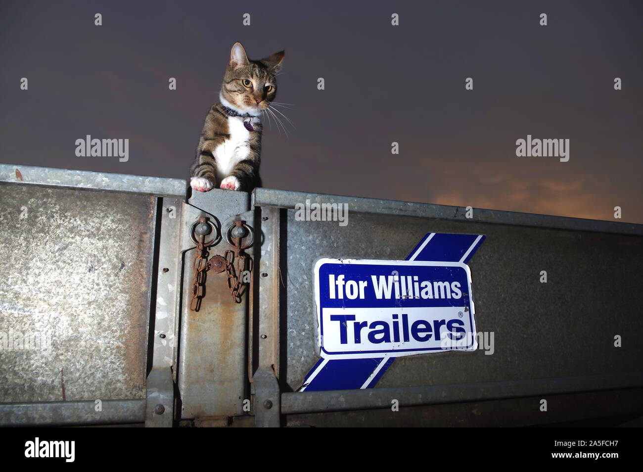Gato atigrado en el remolque al atardecer Foto de stock