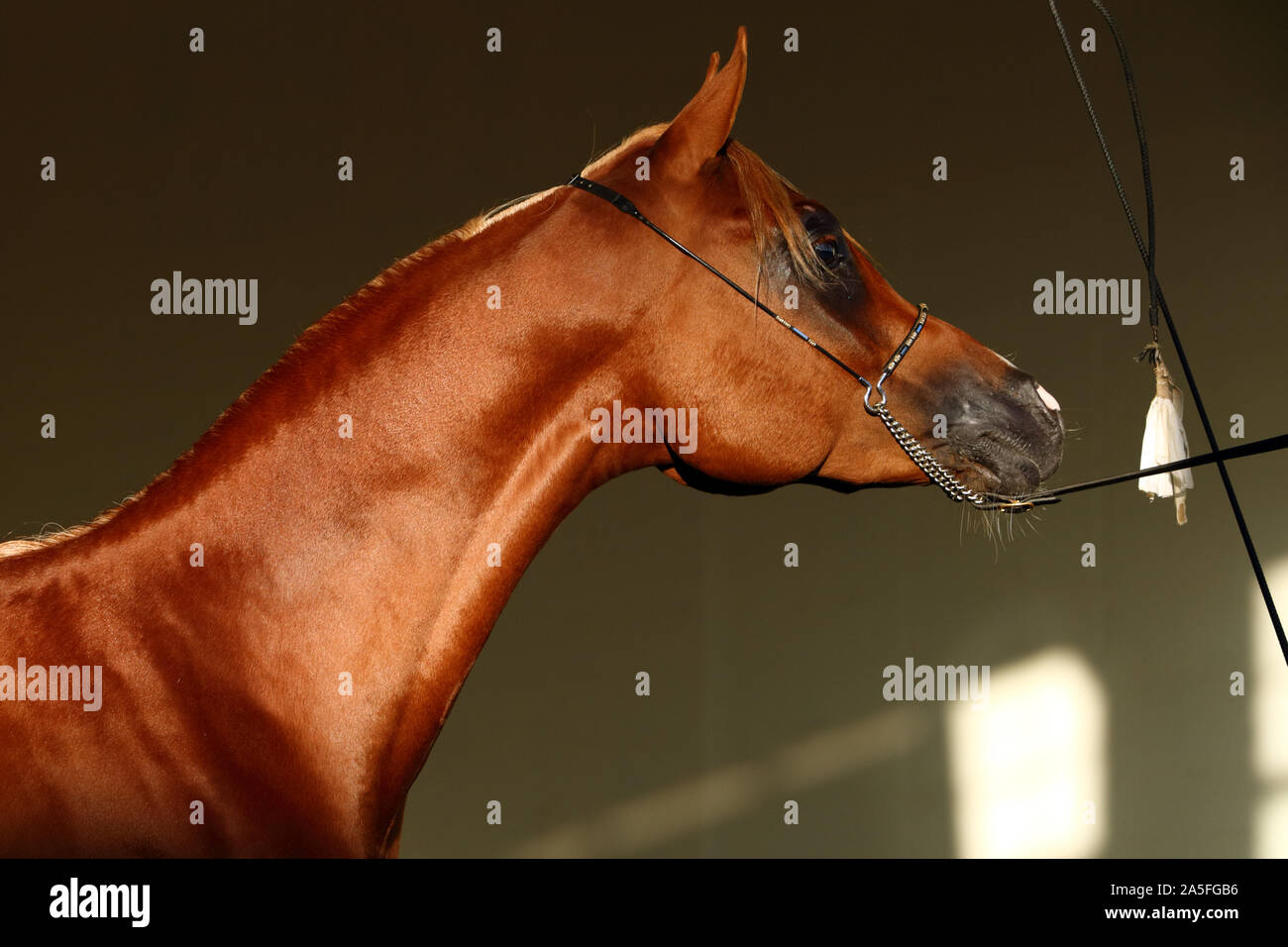 Purebred Arabian Horse, retrato de una bahía mare con joyas bocado en fondo oscuro Foto de stock