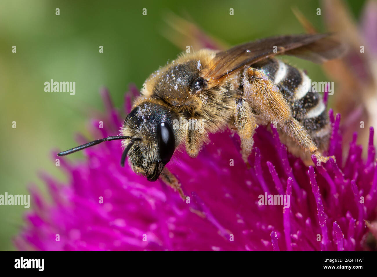 abeja solitaria sp. sobre una flor de cardo Foto de stock