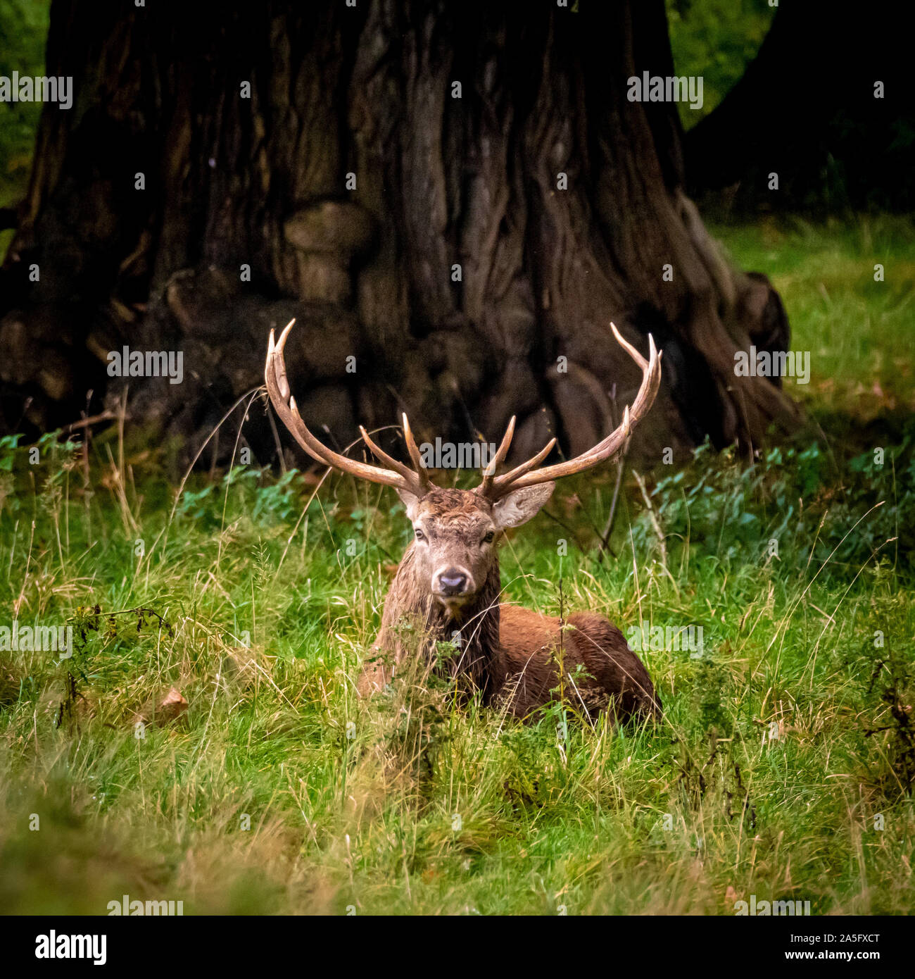 Ciervo ciervo, Studley Royal Park, North Yorkshire, Reino Unido. Foto de stock