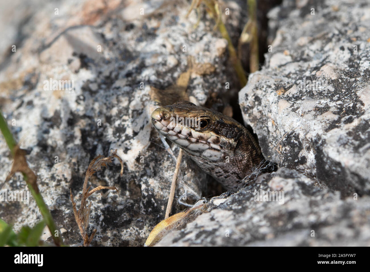 Comunes de lagartija (Podarcis muralis) cautelosamente saliendo de una grieta de roca Foto de stock
