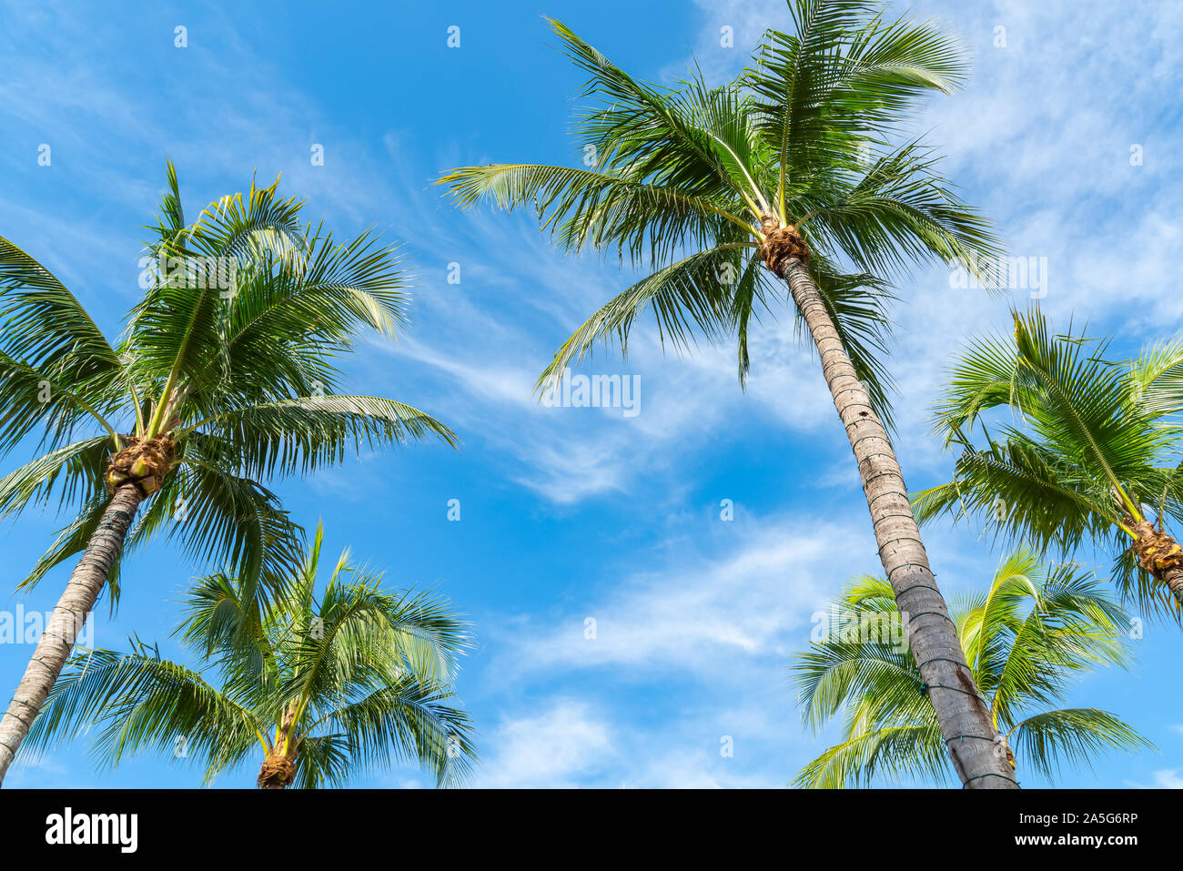 Palm Tree Tops con clear blue sky en sunny Naples FL Foto de stock