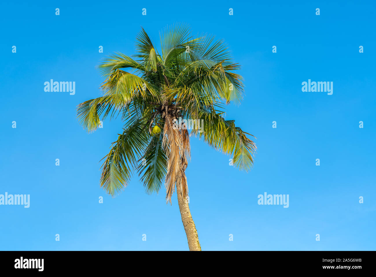 Palm Tree Tops con clear blue sky en sunny Naples FL Foto de stock