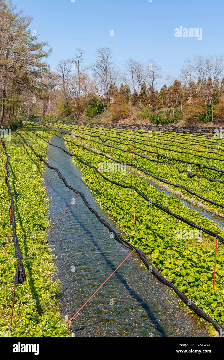 Filas de Wasabi en el agua, las plantas de cultivo, Daio Wasabi el Wasabi Farm, Nagano, Japón Foto de stock