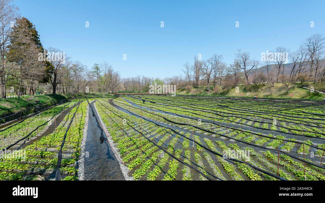 Filas de Wasabi en el agua, las plantas de cultivo, Daio Wasabi el Wasabi Farm, Nagano, Japón Foto de stock