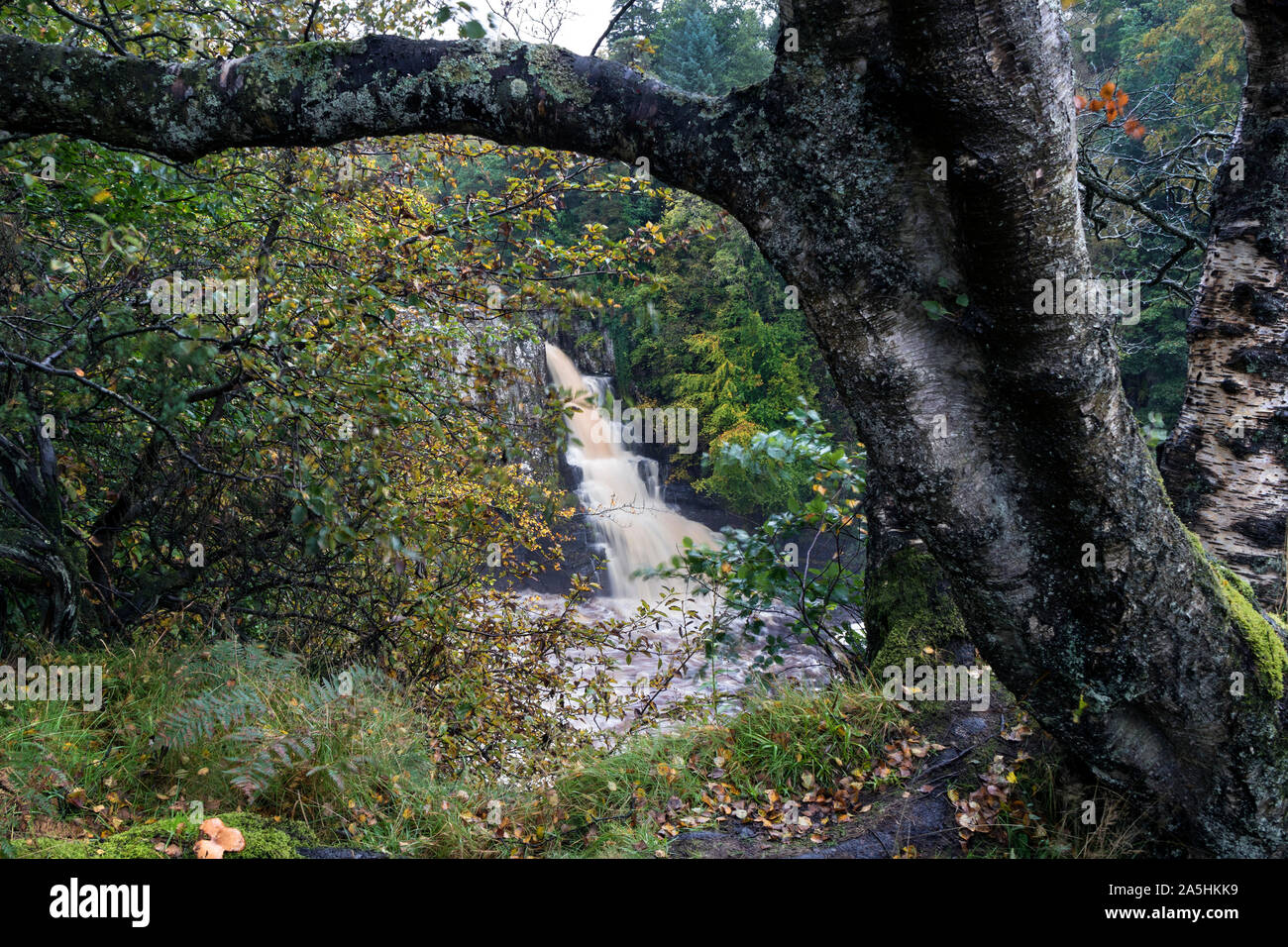 Fuerza alta (derecha) Cascada después de fuertes lluvias en otoño, Upper Teesdale, Condado de Durham, Reino Unido Foto de stock