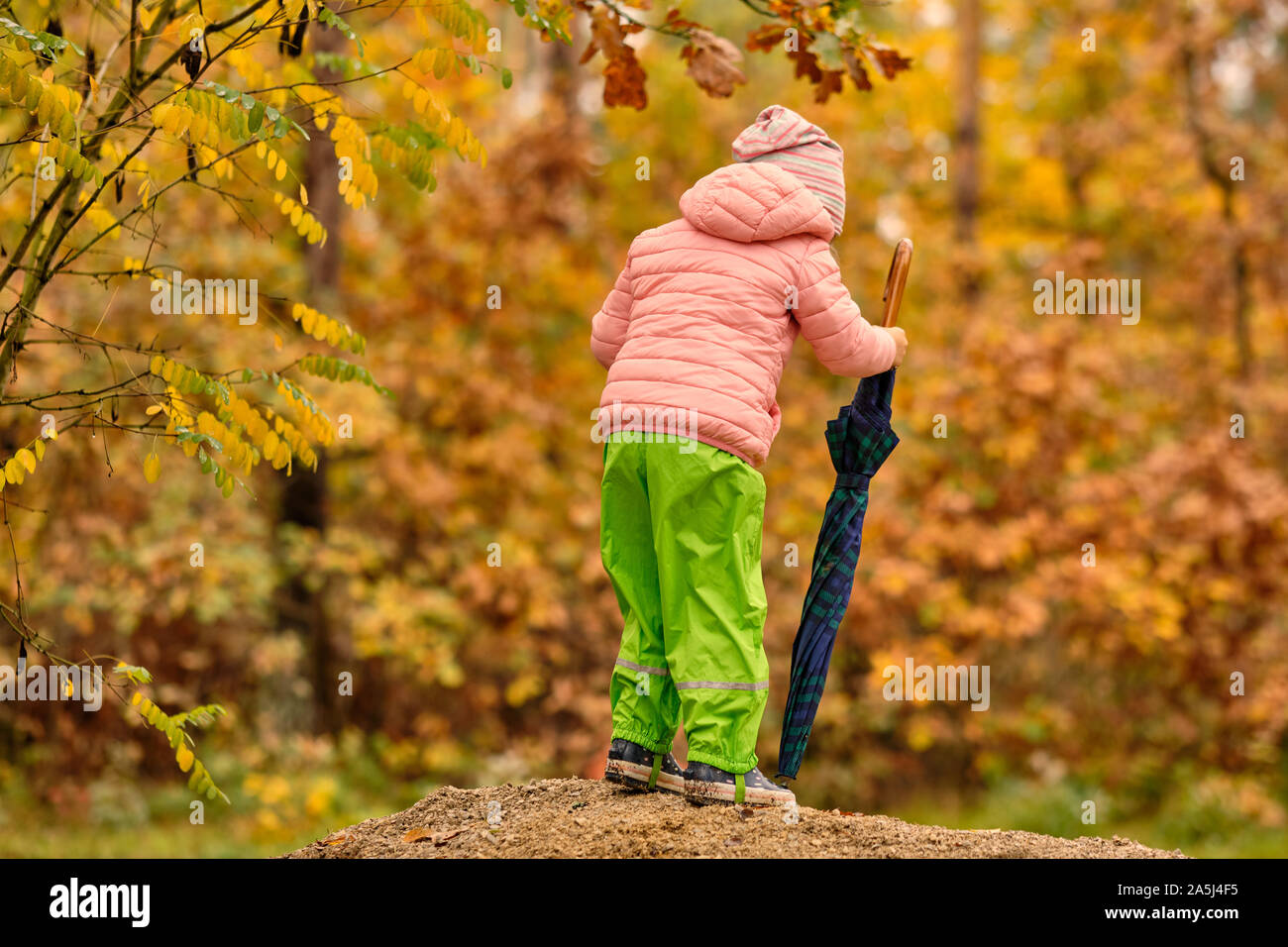 Vista trasera de un niño niña en ropa de abrigo, pantalones y botas de lluvia rubbert sosteniendo un paraguas en un día lluvioso en frente de un hermoso bosque en otoño o Foto de stock