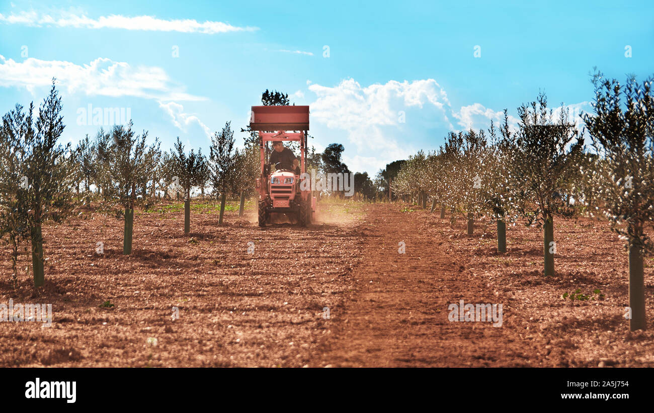 Olivo cultive en un país mediterráneo. Un campesino en un tractor en España trabajando para la industria agrícola de aceite. Copia vacía el espacio del editor de texto. Foto de stock
