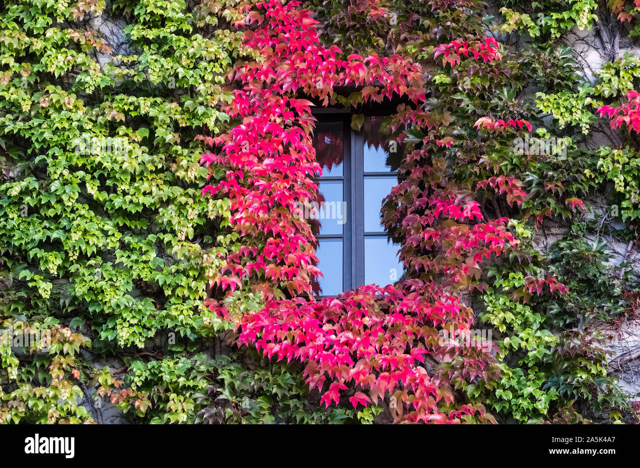 Hojas de vid, Parthenocissus tricuspidata, con colores de otoño crece sobre una pared del edificio, octubre, Munich, Alemania. Foto de stock