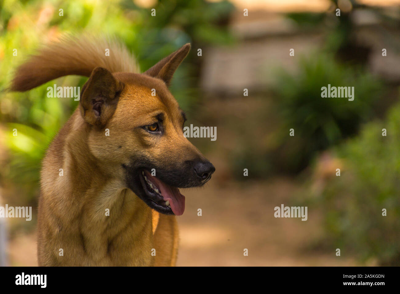 Los perros salvajes en Tailandia Fotografía de stock - Alamy