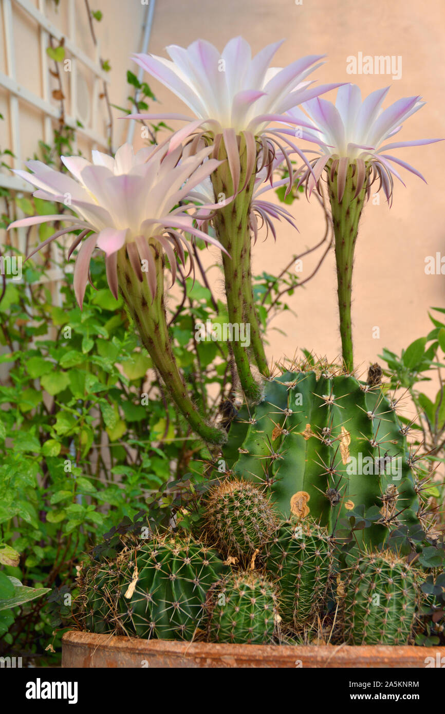 Cerca de hermosas flores de cactus Fotografía de stock - Alamy