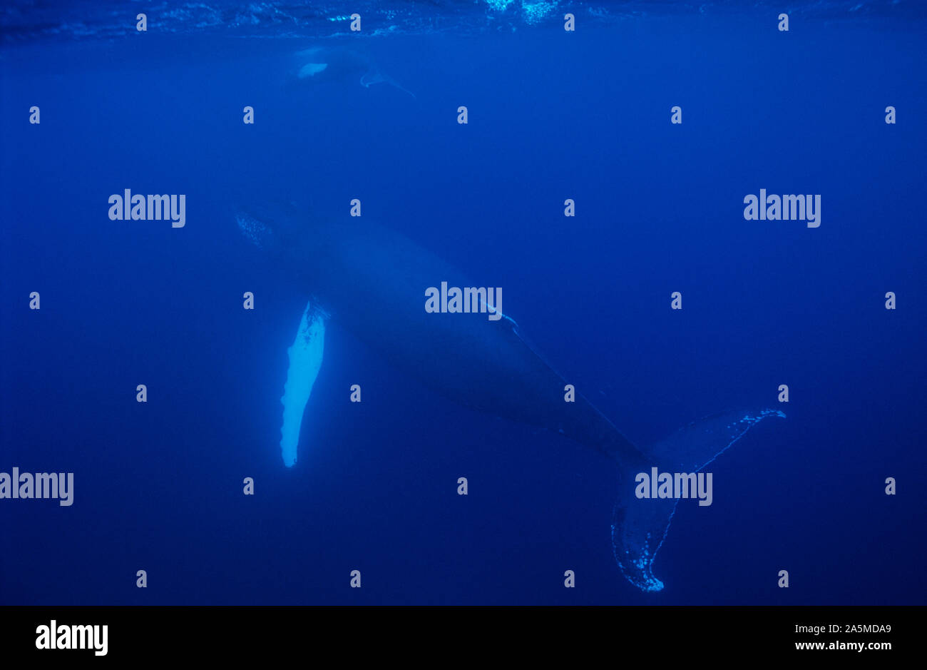 La ballena jorobada (Megaptera novaeangliae) es una especie de ballena con barbas. Uno de los más grandes especies rorqual, adultos varían en longitud de 12-16 m (39-5 Foto de stock