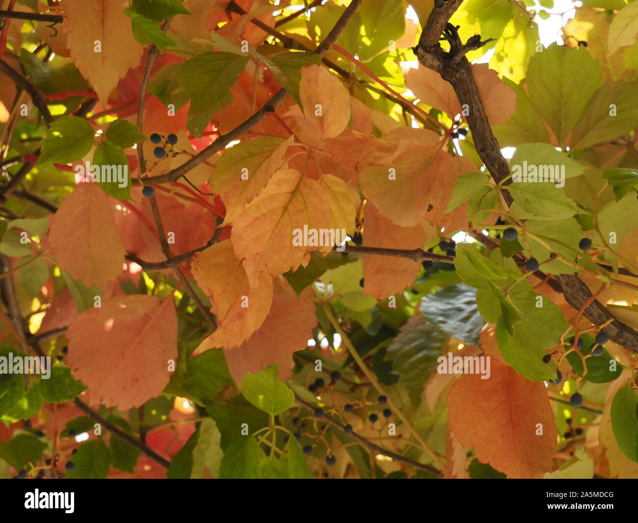 El inicio del otoño muestra sus efectos en la naturaleza. Las hojas están volviendo amarillo, naranja y rojo, como en esta vid. Foto de stock