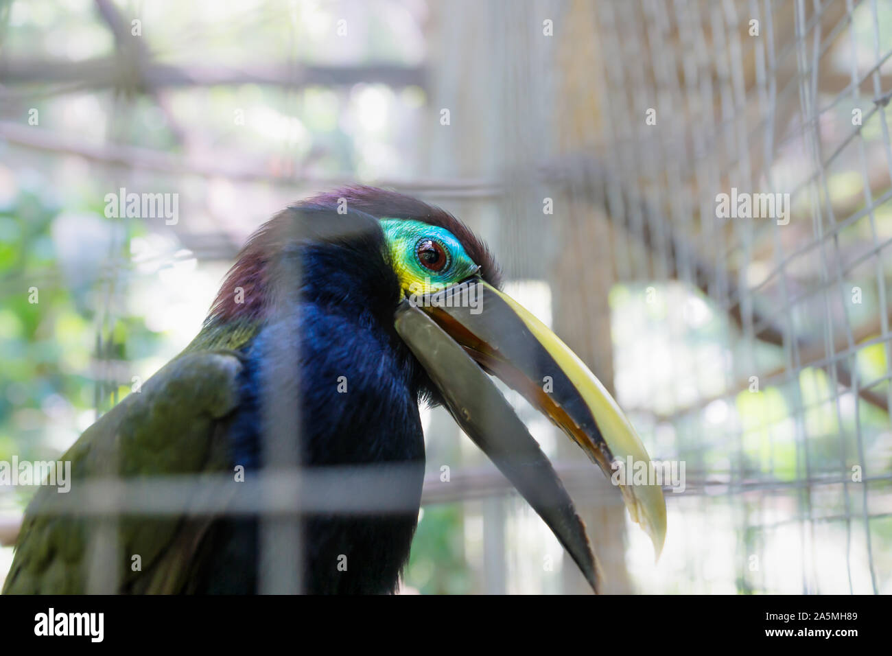 Tucán coloridas aves enjauladas en una jaula en el Parque de aves Montaña  Guacamaya, Copán Ruinas, Honduras Fotografía de stock - Alamy
