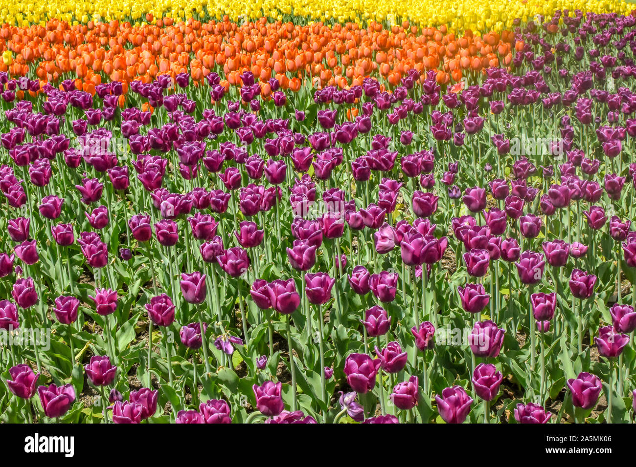 Tulip coloridas flores floreciendo en el campo Foto de stock