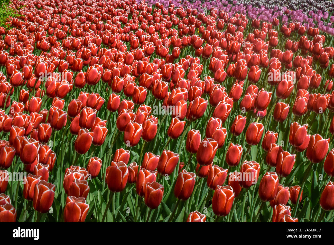 Flores tulipanes rojos en un campo en la temporada de primavera Foto de stock