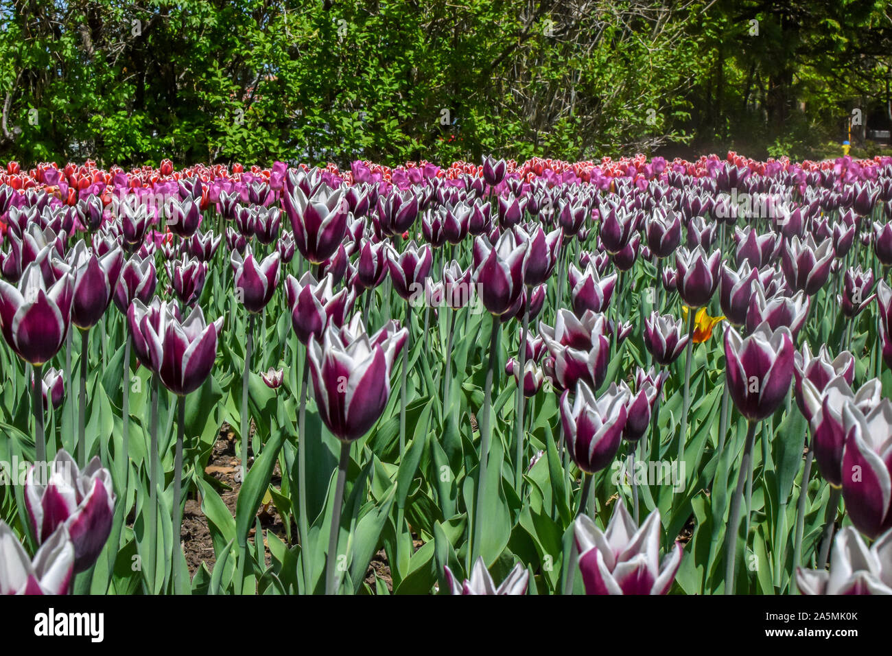 Temporada Tulipanes rosa púrpura en un campo Foto de stock