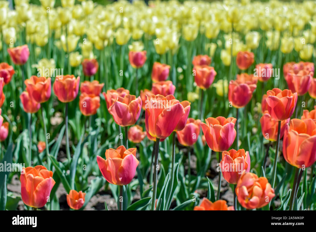 Blooming rojas y amarillas flores de tulipán en Spring Garden Foto de stock