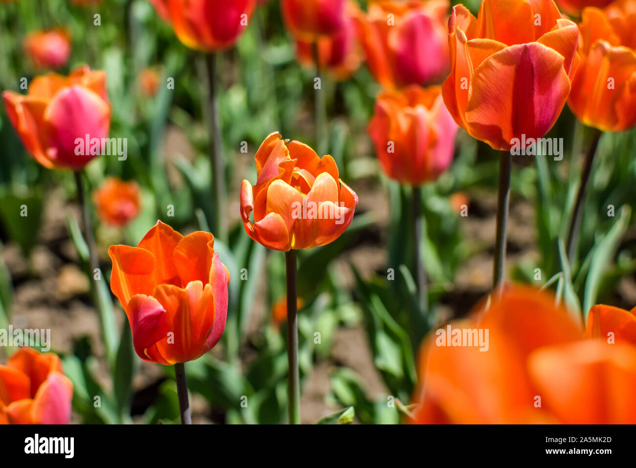 Blooming Orange Tulip flores en un jardín. Foto de stock