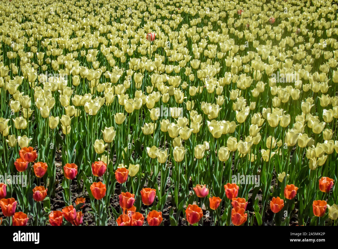 La naturaleza hermosa escena con la floración de los Tulipanes rojos y amarillos de las Flores Foto de stock