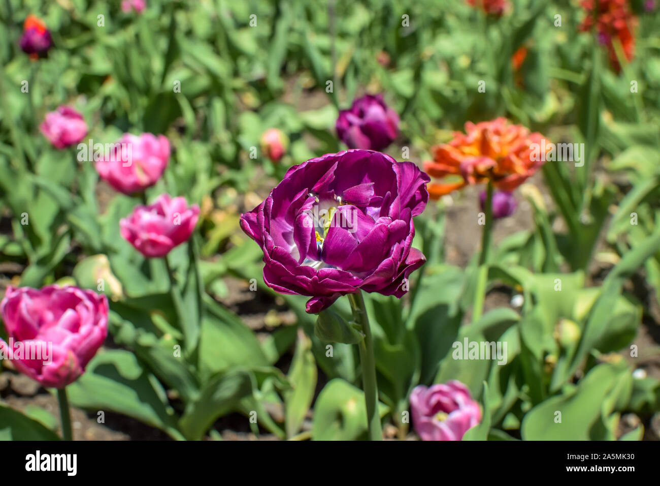Tulip Flores de color rosa y púrpura en Spring Garden Foto de stock
