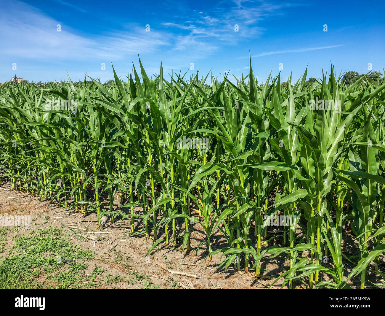 Jóvenes de maíz verde campo en una granja experimental de agricultura Foto de stock