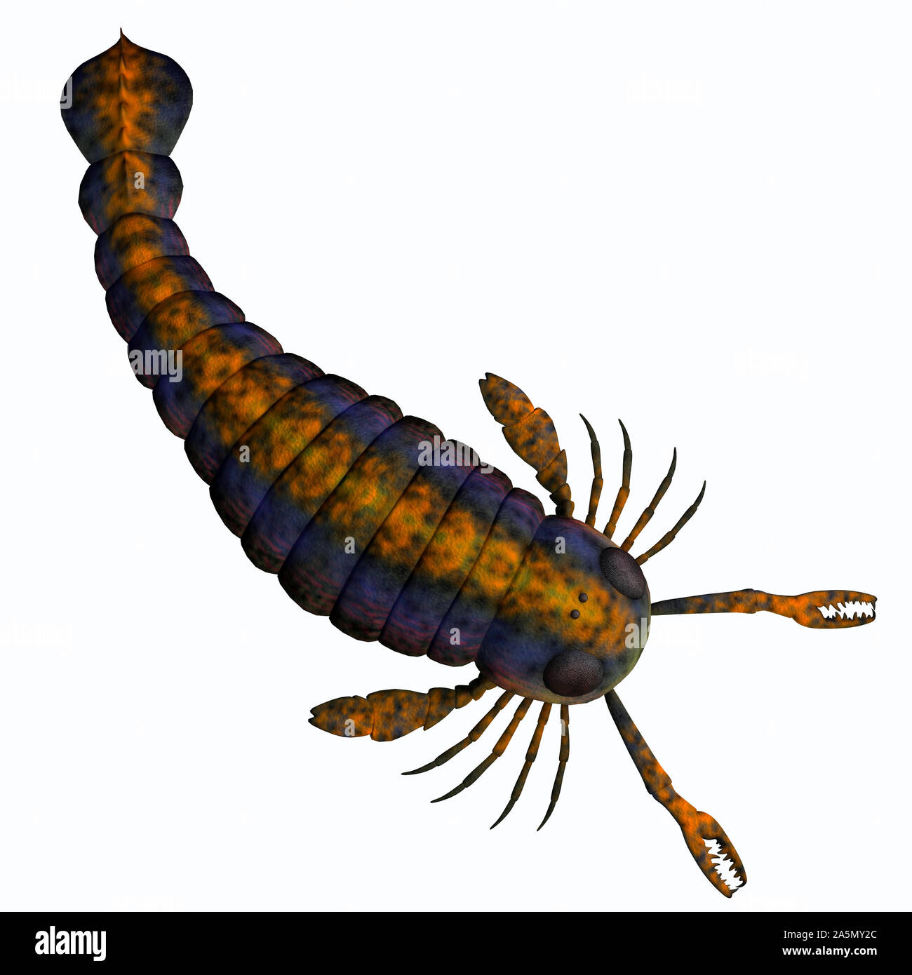 Pterygotus fue un carnívoro de artrópodos marinos que vivieron en los mares del Silúrico Devoniano y períodos. Foto de stock