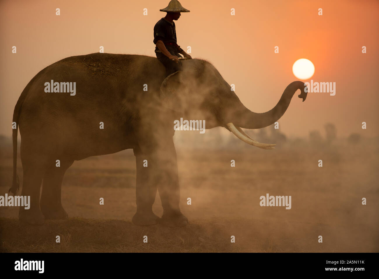Tailandia el mahout y Elephant outdoor durante el amanecer y el sol Foto de stock