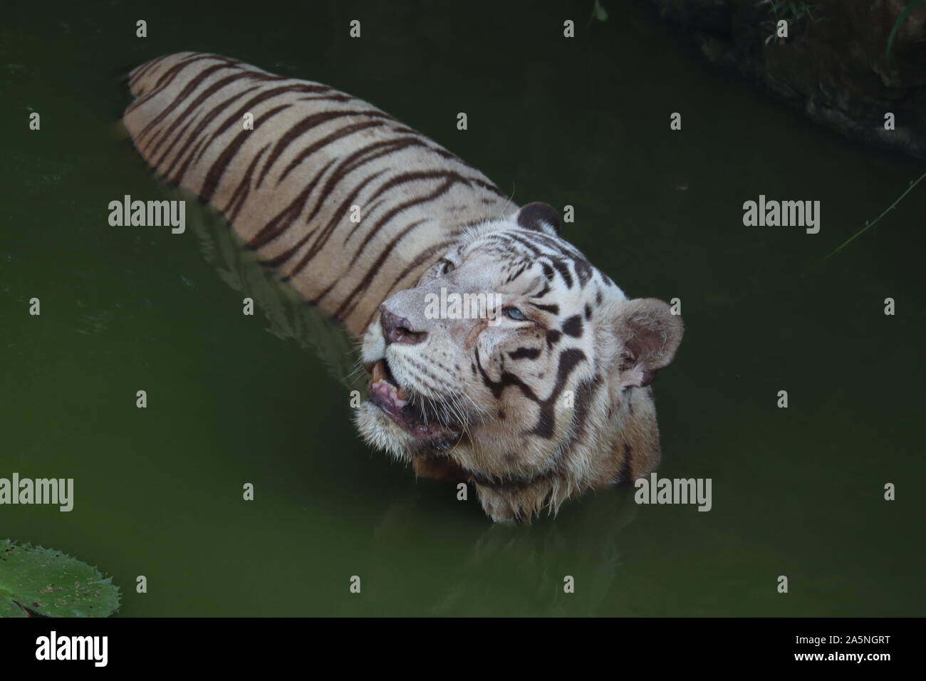 Closeup retrato de un tigre blanco.blanco tigre siberiano natación. - Imagen Foto de stock