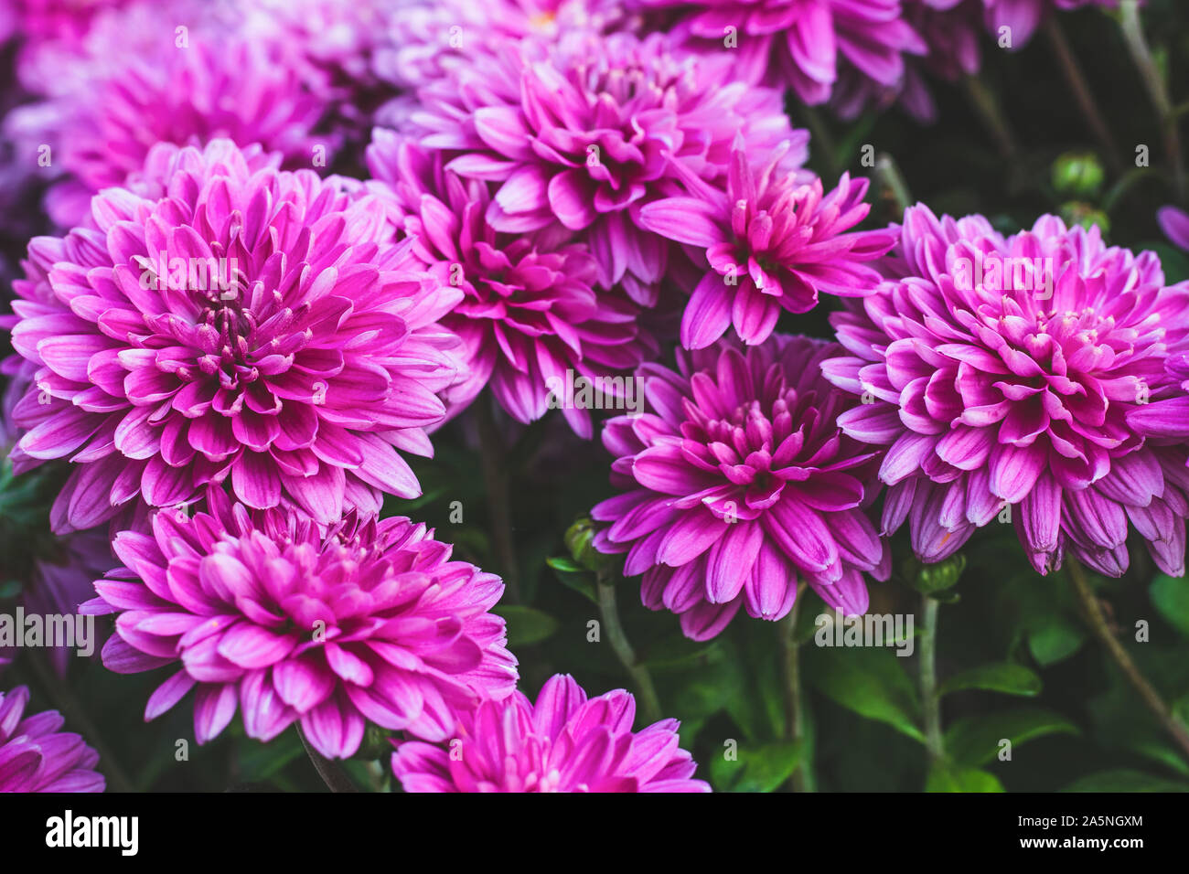 Rosa flores de crisantemo, otoño en octubre. Los crisantemos, patrón de fondo. Textura de botánica. Diseño de flor de margarita. Antecedentes morado floral Fotografía de stock - Alamy Rosa flores de crisantemo, otoño en octubre. Los crisantemos, patrón de fondo. Textura de botánica. Diseño de flor de margarita. Antecedentes morado floral Fotografía de stock - Alamy