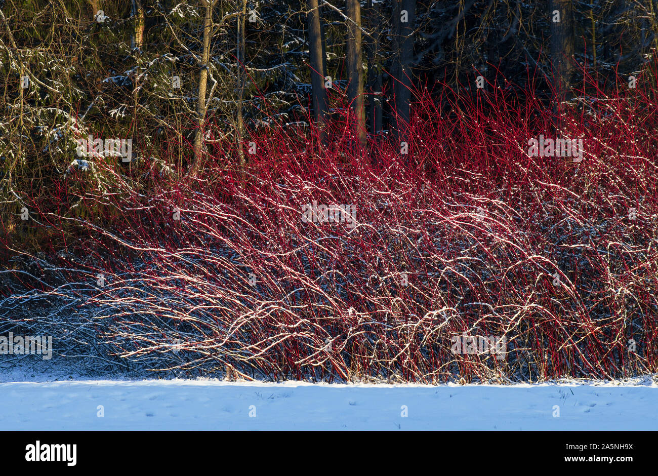 Paisaje invernal con red willow bush cubierto con nieve y es iluminado por el sol Foto de stock