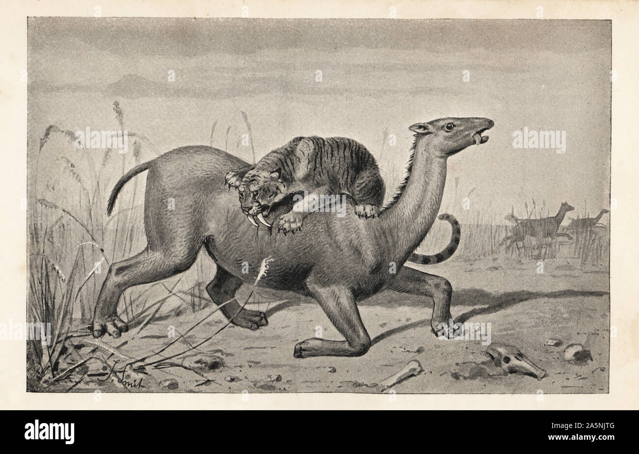 Extintas Macrauchenia patagonica, Mioceno al Pleistoceno, atacado por un tigre dientes de sable, Smilodon populator, Plioceno al Pleistoceno. Macrauchenia y el tigre dientes de sable, Machaerodus. Desde la formación de la pampa. Después de imprimir una ilustración por Joseph Smit, de Henry Neville Hutchinson de criaturas de otros días, divulgación de estudios en paleontología, Chapman y Hall, Londres, 1896. Foto de stock