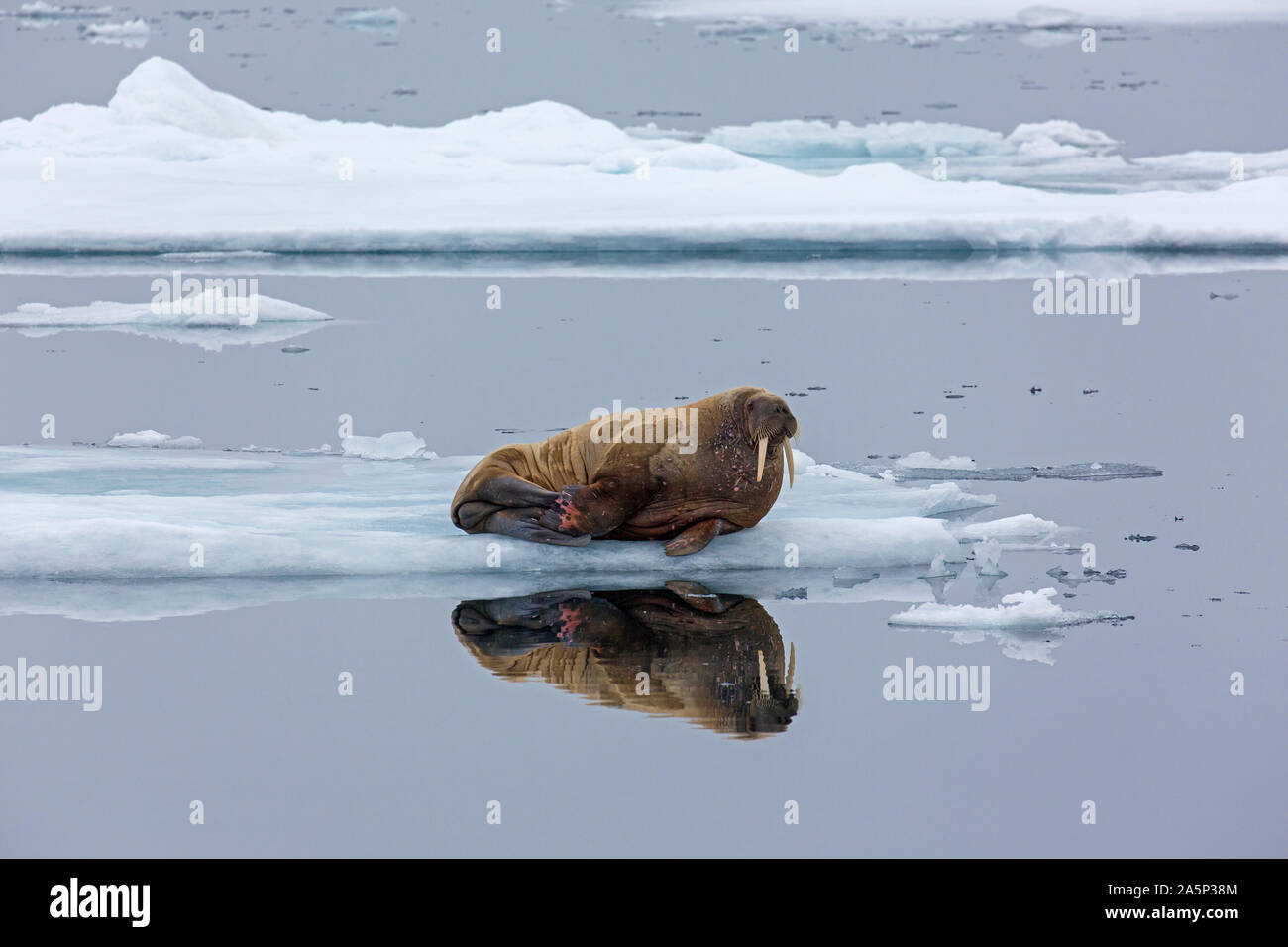 La morsa (Odobenus rosmarus), retrato, Noruega, Svalbard Fotografía de  stock - Alamy