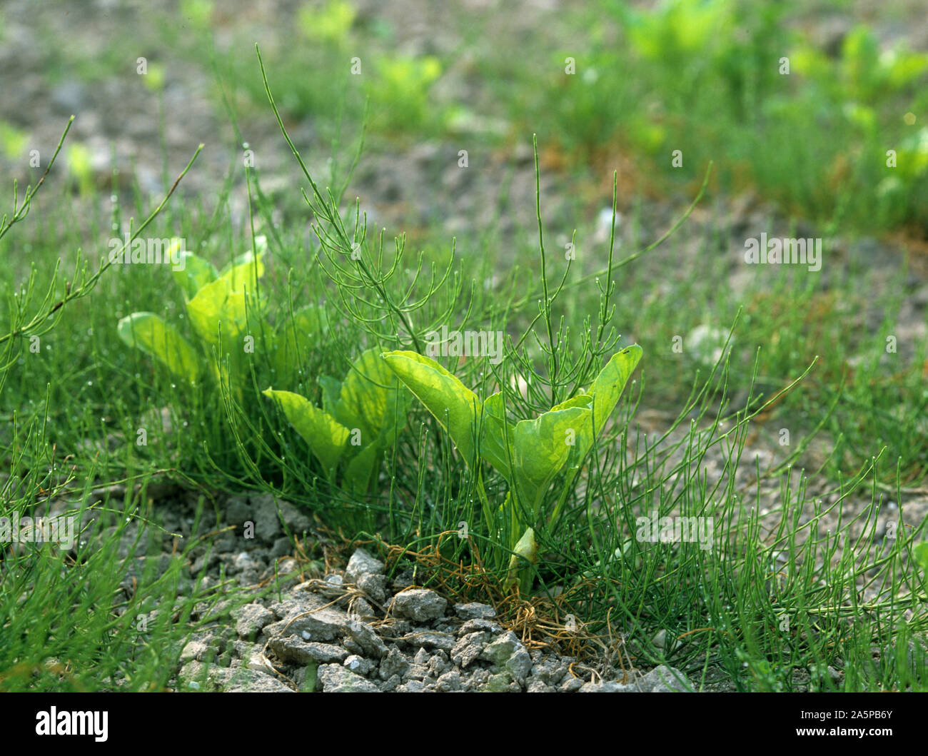 Common Equiseto o cola de caballo (Equisetum arvense) plantas jóvenes en un cultivo de remolacha azucarera, Francia Foto de stock