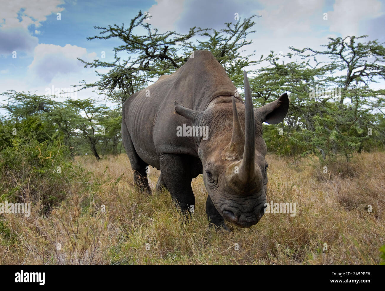 De rinoceronte negro (Diceros bicornis) macho, cautiva, Ol Pejeta, Kenya Foto de stock