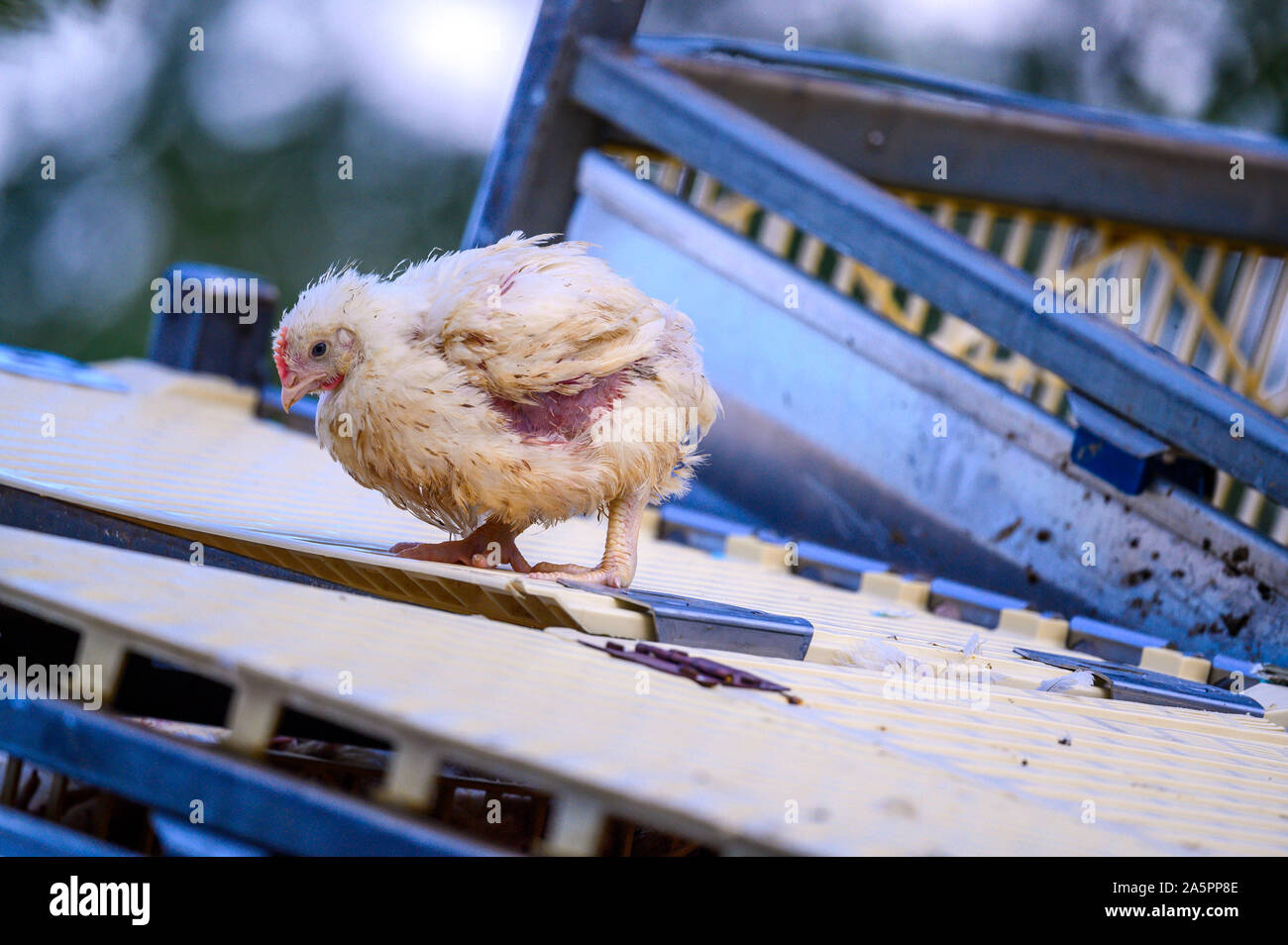 Crianza de pollo fotografías e imágenes de alta resolución Página 6 Alamy