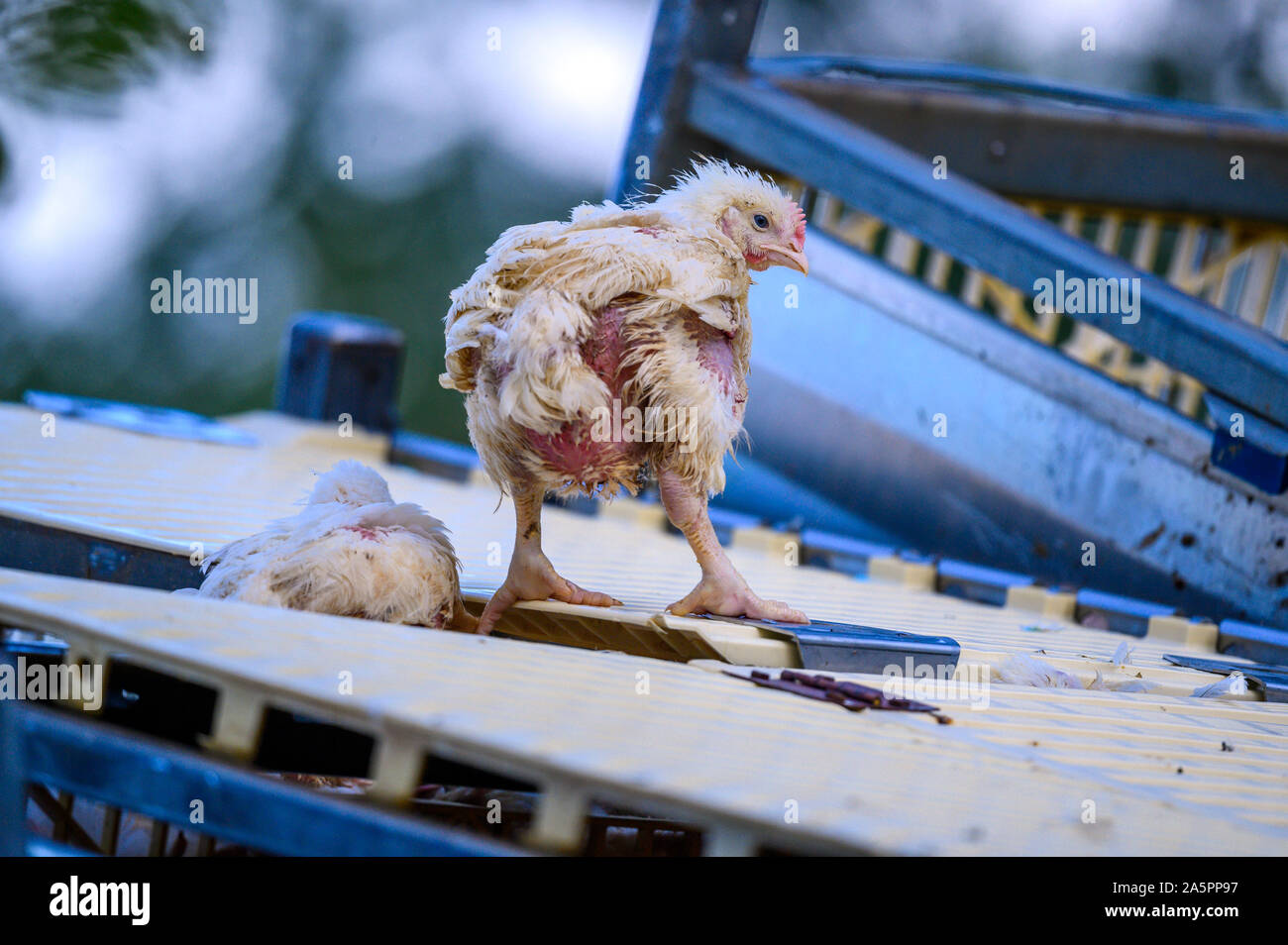 Crianza de pollo fotografías e imágenes de alta resolución Página 6 Alamy