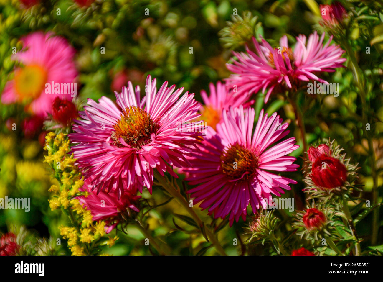Blumen mit Bienen / Garten / Schlossgarten im Schloss Filseck en Uhingen/Göppingen Foto de stock
