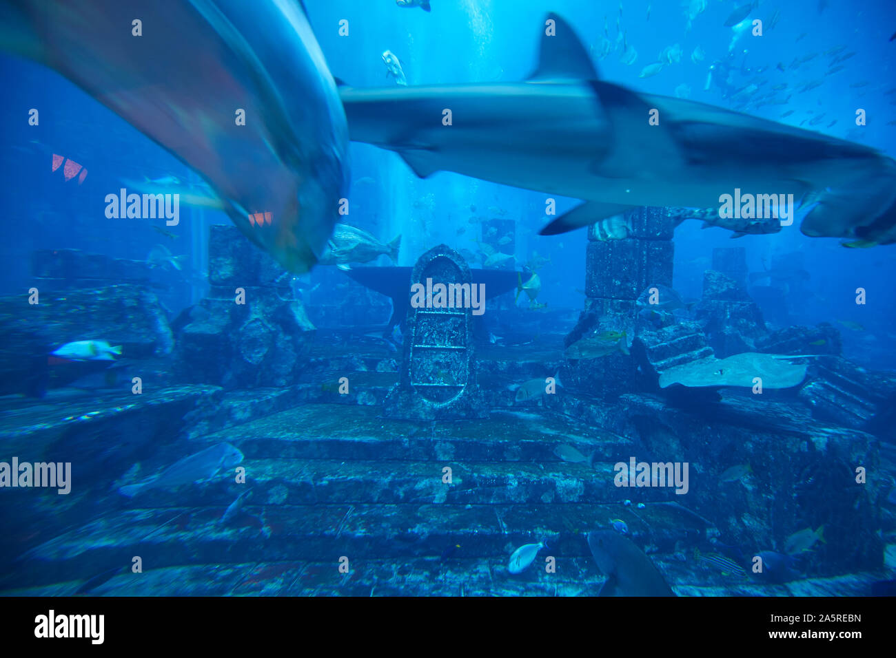 Acuario y Zoológico en submarino Atlantis Palm, Dubai, Emiratos Árabes Unidos. Foto de stock