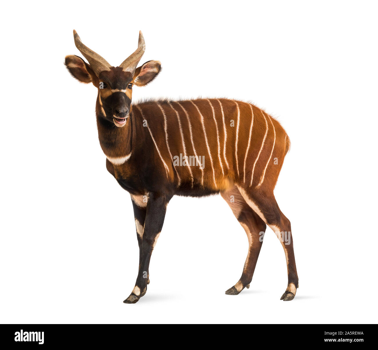 Bongo antelope Imágenes recortadas de stock - Alamy