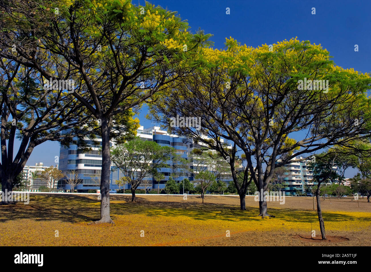 Eixo Rodoviário Norte - Árvores floridas, Brasilia, DF, Brasil Foto de stock
