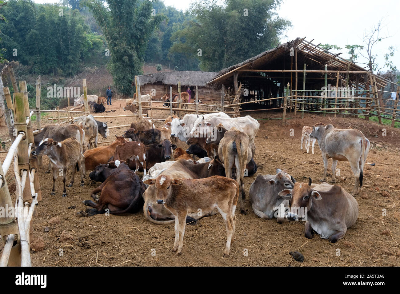 Manada de vacas, pequeña granja autosuficiente en las colinas de Khasi, estado de Meghalaya, India Foto de stock