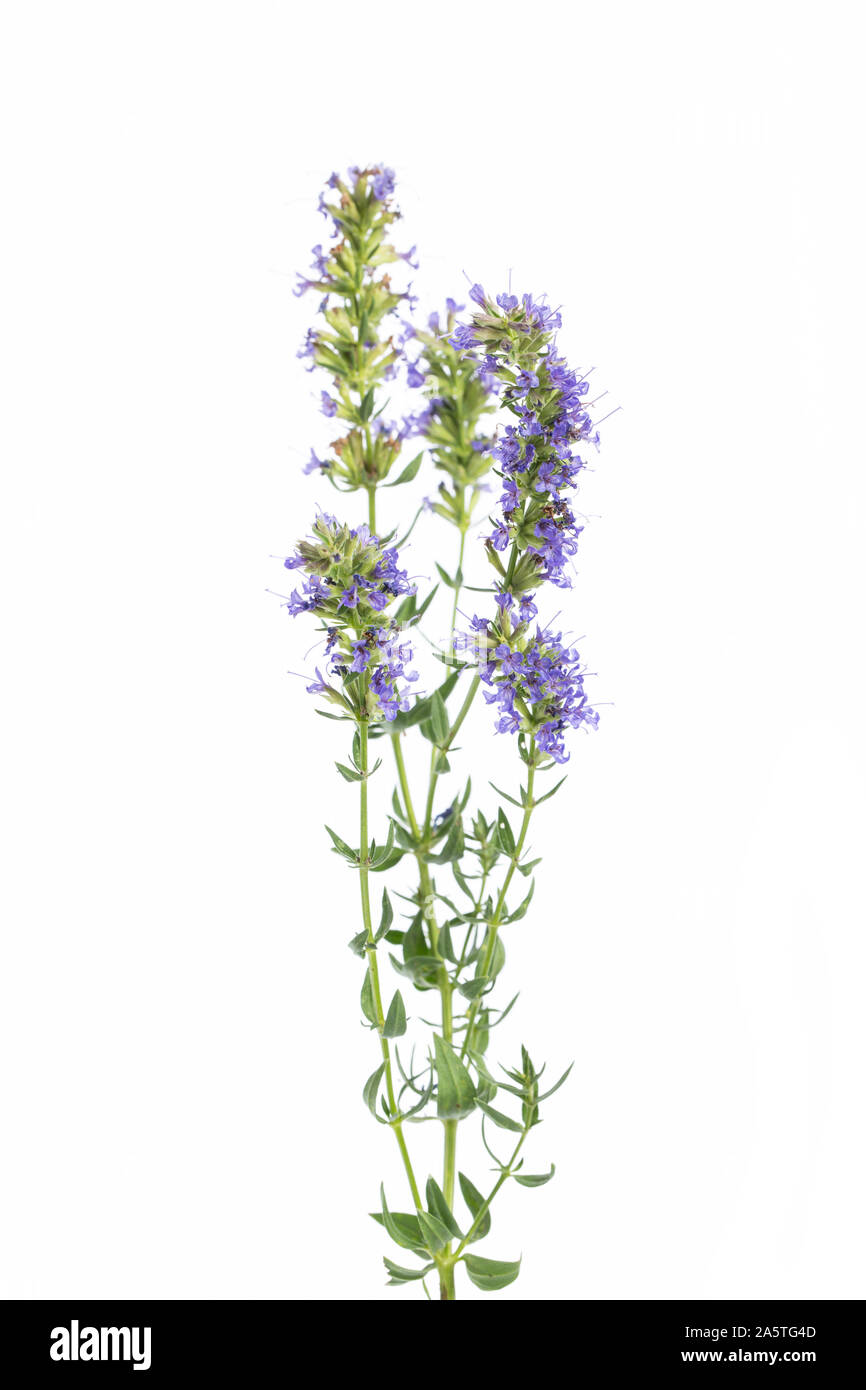 Plantas curativas: (hisopo officinalis) - Hisopado de pie delante de un fondo blanco Foto de stock