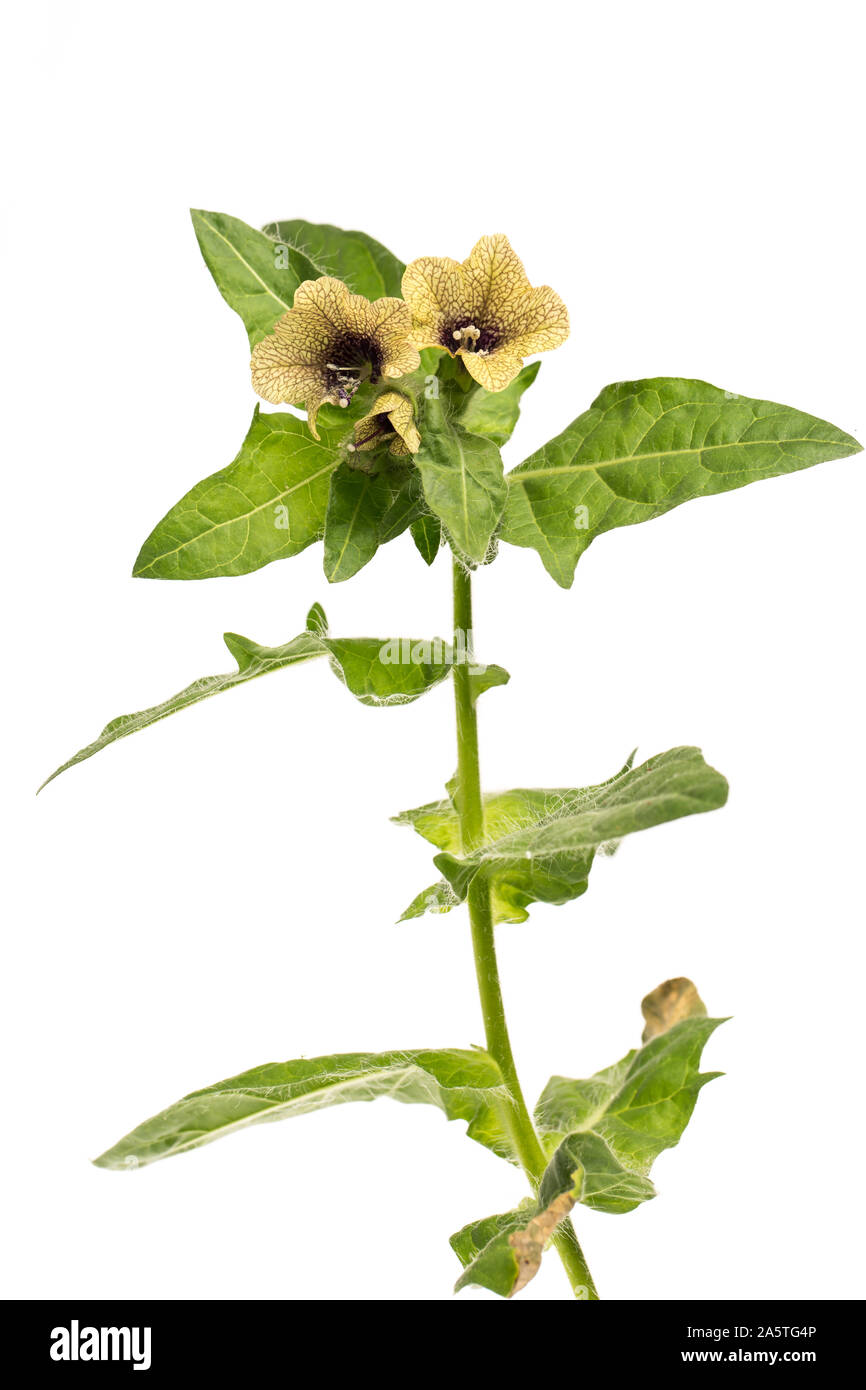 Plantas curativas: Beleño negro (Hyoscyamus niger), aislado sobre fondo blanco. Foto de stock