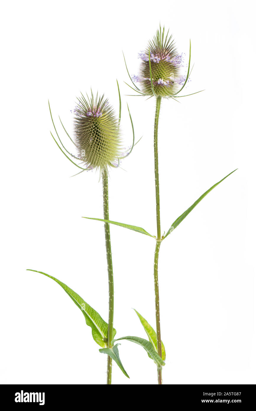 Plantas curativas: teasel (Dipsacus silvestris) - 2 flores sobre fondo blanco. Foto de stock