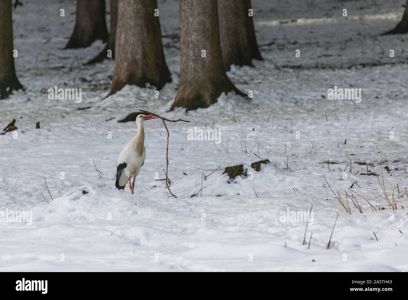 Stork vagando a través de un bosque en invierno Foto de stock