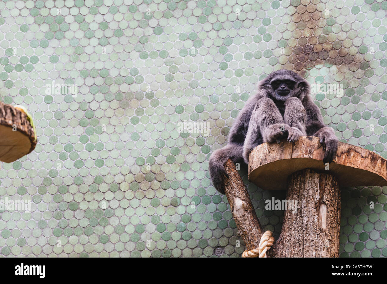 Plata Vieja gibbon sentado en un árbol en un parque zoológico Foto de stock