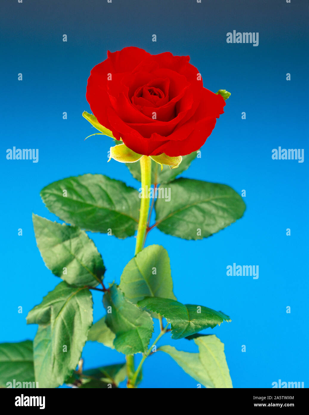 Still life. Flor de corte. Estudio cerca de la flor una rosa roja. Foto de stock
