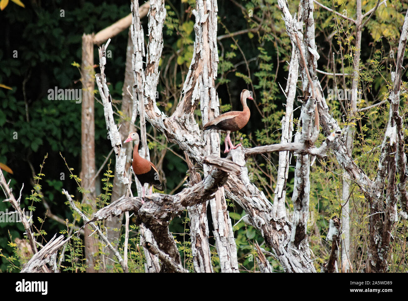 Campeche, México - Noviembre 17, 2014: Dos patos silbido curva negra en la rama de un árbol Foto de stock
