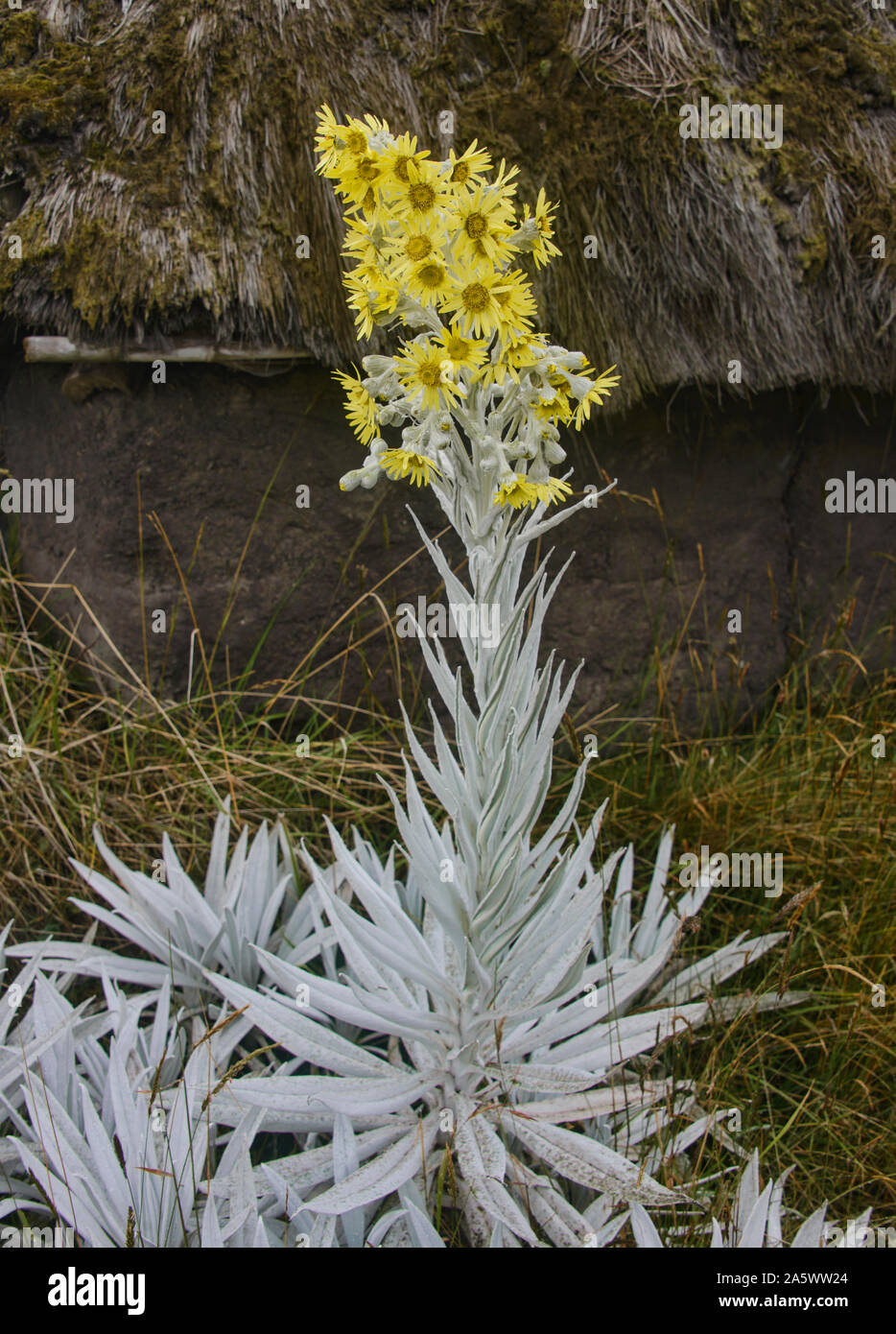 Senecio niveoaureus crecen en el 'páramo' Highlands cerca de Chimborazo, Urbina, Ecuador Foto de stock